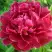 Пион КИТАЙСКИЙ ШЕЛК травянистый в Гродно