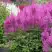 Астильба АМЕТИСТ Арендса в Гродно