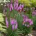 Лиатрис РОЗЕА колосковая в Гродно