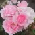 Роза БОНИКА флорибунда в Гродно