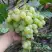 Виноград ВАНЮША в Гродно