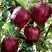 Яблоня РЕД ЧИФ в Гродно