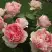 Роза ФИЛИНГ чайно-гибридная в Гродно