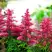 Астильба ЮНИК КАРМИН гибридная в Гродно