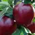 Яблоня РЕД ЧИФ в Гродно