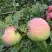 Яблоня УТРО в Гродно
