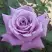 Роза МАЙЗЕР чайно-гибридная в Гродно