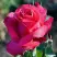 Роза ВИЕН РОУЗ чайно-гибридная в Гродно