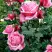 Роза ЭЙФЕЛЕВА БАШНЯ чайно-гибридная в Гродно