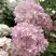Гортензия БОМБШЕЛ метельчатая в Гродно