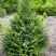Ель КОМПАКТА обыкновенная в Гродно