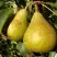 Груша ГЕНЕРАЛ ЛЕКЛЕРК в Гродно