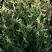 Туя ГОЛД ПЕРЛ западная в Гродно