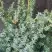 Можжевельник БЛЮ АЛЬПС китайский  в Гродно