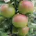 Яблоня МОСКОВСКОЕ ЗИМНЕЕ в Гродно