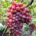 Виноград КРАСОТКА в Гродно