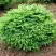 Ель НИДИФОРМИС обыкновенная в Гродно
