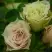 Роза ГРИН ДАЙМОНД миниатюрная в Гродно