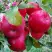Яблоня АЙДАРЕД в Гродно