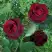 Роза ПАПА МЕЙЯН чайно-гибридная в Гродно