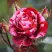 Роза ДИП ИМПРЕШН флорибунда в Гродно