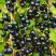 Смородина чёрная ИЗЮМНАЯ в Гродно