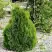 Туя МИКИ западная в Гродно