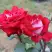 Роза АЛЬЯНС чайно-гибридная в Гродно