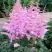 Астильба ГИАЦИНТ Арендса в Гродно