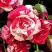 Роза ФАЙЕР ВОРКС миниатюрная в Гродно