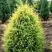 Можжевельник ГОЛД КОН обыкновенный в Гродно