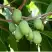 Актинидия РОГОВ аргута в Гродно