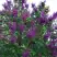 Сирень СУМЕРКИ в Гродно