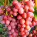 Виноград КИШМИШ КРАСНЫЙ в Гродно