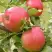 Яблоня АУКСИС в Гродно