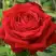 Роза СОФИ ЛОРЕН чайно-гибридная в Гродно