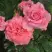 Роза ПЬЕР КАРДЕН чайно-гибридная в Гродно