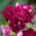 Роза БУРГУНДИ АЙС флорибунда в Гродно