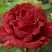Роза РЕД ИНТУИШН чайно-гибридная в Гродно