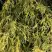 Кипарисовик ФИЛИФЕРА АУРЕА горохоплодный в Гродно