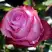 Роза ДИП ВОТЕР чайно-гибридная в Гродно