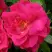 Роза ДЖОРДЖ ВАНКУВЕР флорибунда в Гродно