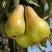 Груша КОНКОРД в Гродно