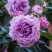 Роза СИЛЬВЕР КВИК плетистая в Гродно