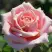 Роза ФРЕДЕРИК МИСТРАЛЬ чайно-гибридная в Гродно