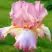 Ирис БЛАШИНГ ПИНК бородатый в Гродно