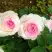 Роза ДОЛЬЧЕ ВИТА чайно-гибридная в Гродно