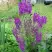 Коровяк ВИОЛЕТТА (вербаскум) в Гродно
