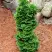 Туя СПИРАЛИС МИНИ западная в Гродно