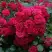 Роза РАДОСТЬ САДОВНИКА (ГАРТЕН ФРОЙДЕ) почвопокровная в Гродно